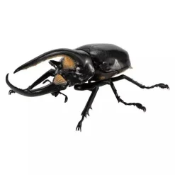 BANDAI Ikimono Encyclopedia Beetle 08 Complete Set Figure Capsule Toy Japan