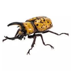 BANDAI Ikimono Encyclopedia Beetle 08 Complete Set Figure Capsule Toy Japan