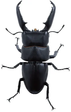 SO-TA Animalier Collection Dorcus Titanus 4Pack BOX 1/1 Figure JAPAN OFFICIAL