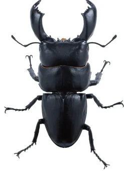 SO-TA Animalier Collection Dorcus Titanus 4Pack BOX 1/1 Figure JAPAN OFFICIAL