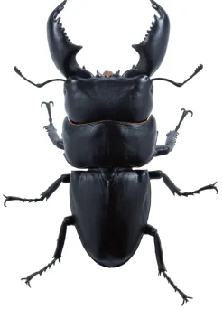 SO-TA Animalier Collection Dorcus Titanus 4Pack BOX 1/1 Figure JAPAN OFFICIAL